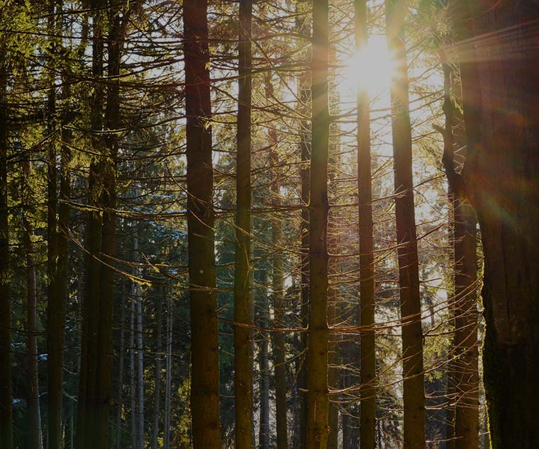Factbook | Biomass to energy: developing carbon circularity 